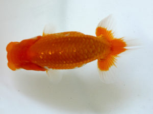 二歳会　取締二　田中康浩(豊橋市)