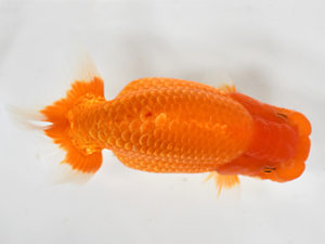 熊蘭会　立行司　山口英一 下関観魚会