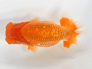 熊蘭会　東取締　中尾晋作　熊蘭会