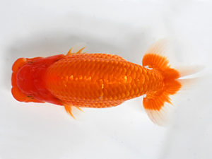 熊蘭会　西取締　湯浅正徳　鳥栖みやき