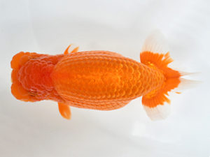 熊蘭会　東大関　金子博昭　下関観魚会