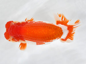 熊蘭会　東取締　野田善洋　鳥栖みやき