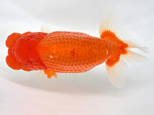 熊蘭会　西取締　渕上敏明　熊蘭会