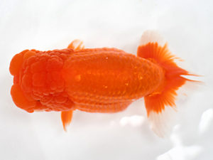 熊蘭会　東大関　坂井忠之　福岡観魚会