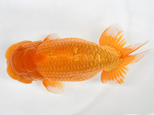 熊蘭会　西大関　田辺文晴　東鱗会