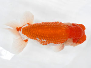 熊蘭会　立行司　稲富道広　九らん会