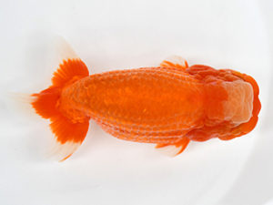 熊蘭会　東取締　平　宏　福岡観魚会