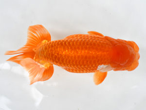 熊蘭会　西取締　先崎　誠　宮崎