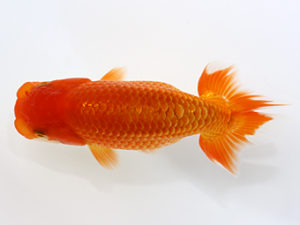 三郷らんちゅう会　研究会　1位　萩原秀雄