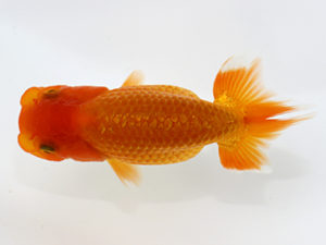 三郷らんちゅう会　研究会　3位　岡戸雅邦