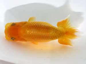 三郷らんちゅう会　研究会　4位　武川武文