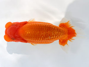 三郷らんちゅう会　研究会　1位　篠塚賢治