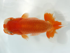 三郷らんちゅう会　研究会　2位　萩原秀雄