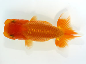 三郷らんちゅう会　研究会　4位　武川武文