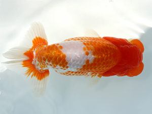 三郷らんちゅう会　研究会　5位　篠塚賢治