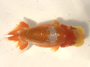 宮城伊達らんちう会　東大関　輿石伸吾　仙台市