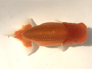 宮城伊達らんちう会　西大関　輿石伸吾　仙台市