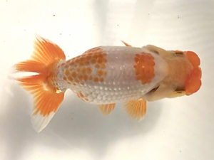 宮城伊達らんちう会　立行司　大場晋二　仙台市