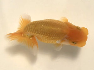 宮城伊達らんちう会　取締一　安藤修司　須賀川市