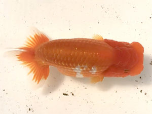 宮城伊達らんちう会　取締二　輿石伸吾　仙台市