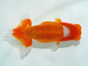 岡山錦鱗会　優等一席　村上暢彦　岡山