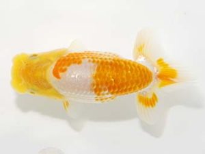 岡山錦鱗会 一等五席　難波　正　玉野