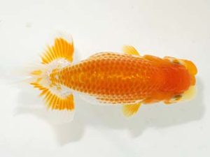 岡山錦鱗会 一等六席　岩下孝広　尾道