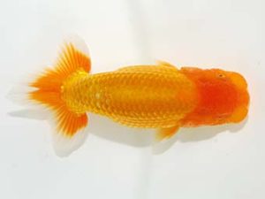 岡山錦鱗会 二等一席　川村和己　高知