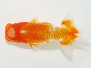 岡山錦鱗会 二等二席　藤原　繁　福山