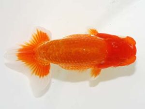 岡山錦鱗会　二等三席　竹谷義正　香川