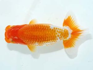 岡山錦鱗会 二等四席　三宅一共　岡山