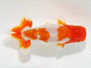 岡山錦鱗会 二等五席　野口隆朗　香川