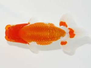 岡山錦鱗会　優等二席　村上暢彦　岡山