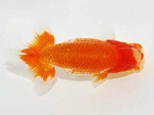 岡山錦鱗会　三席　藤原　繁　福山