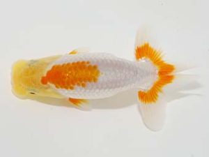 岡山錦鱗会　優等四席 木村太一　児島