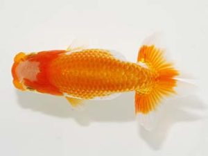 岡山錦鱗会　優等五席　吉母康二　浅口