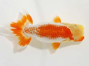 岡山錦鱗会 一等一席　渡辺定夫　岡山