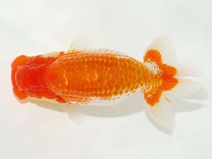 岡山錦鱗会 一等三席　三宅一共　岡山