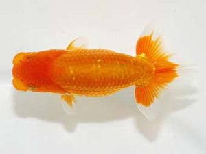 岡山錦鱗会 一等四席　川村和己　高知