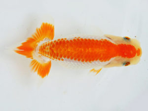 尾張優魚会　研究会　東大関　中川元吉　磐田