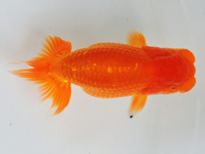 尾張優魚会　研究会　西大関　山田芳人　清須