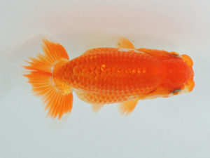 尾張優魚会　研究会　取締一　川口敦司　稲沢