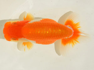 埼玉らんちう会　研究会　西大関　山口辰也