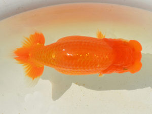 埼玉らんちう会　研究会　取締一　渡辺　仁