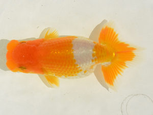 埼玉らんちう会　研究会　取締二　内田　徹