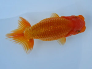 志摩紅鱗会　第二回研究会　東大関　小濱照明　松阪市