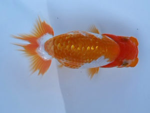 志摩紅鱗会　第二回研究会　西大関　小倉　覚　度会郡
