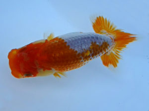 志摩紅鱗会　第二回研究会　立行司　林　万貴　志摩市