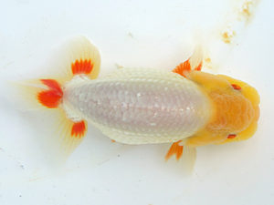 当歳研究会　立行司　鈴木克己　浜松市