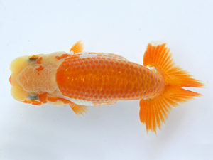 当歳研究会　取締二　高橋裕二　静岡市